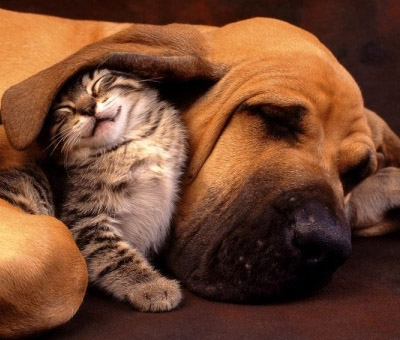 A Kitten sleeping next to a big dog