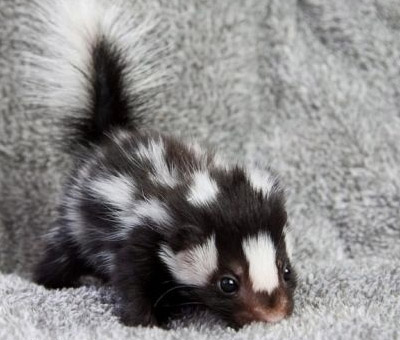 A baby skunk!