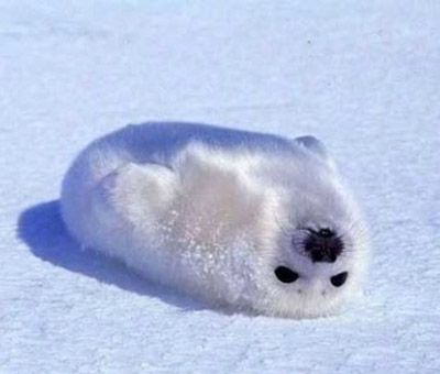 An upside down seal.